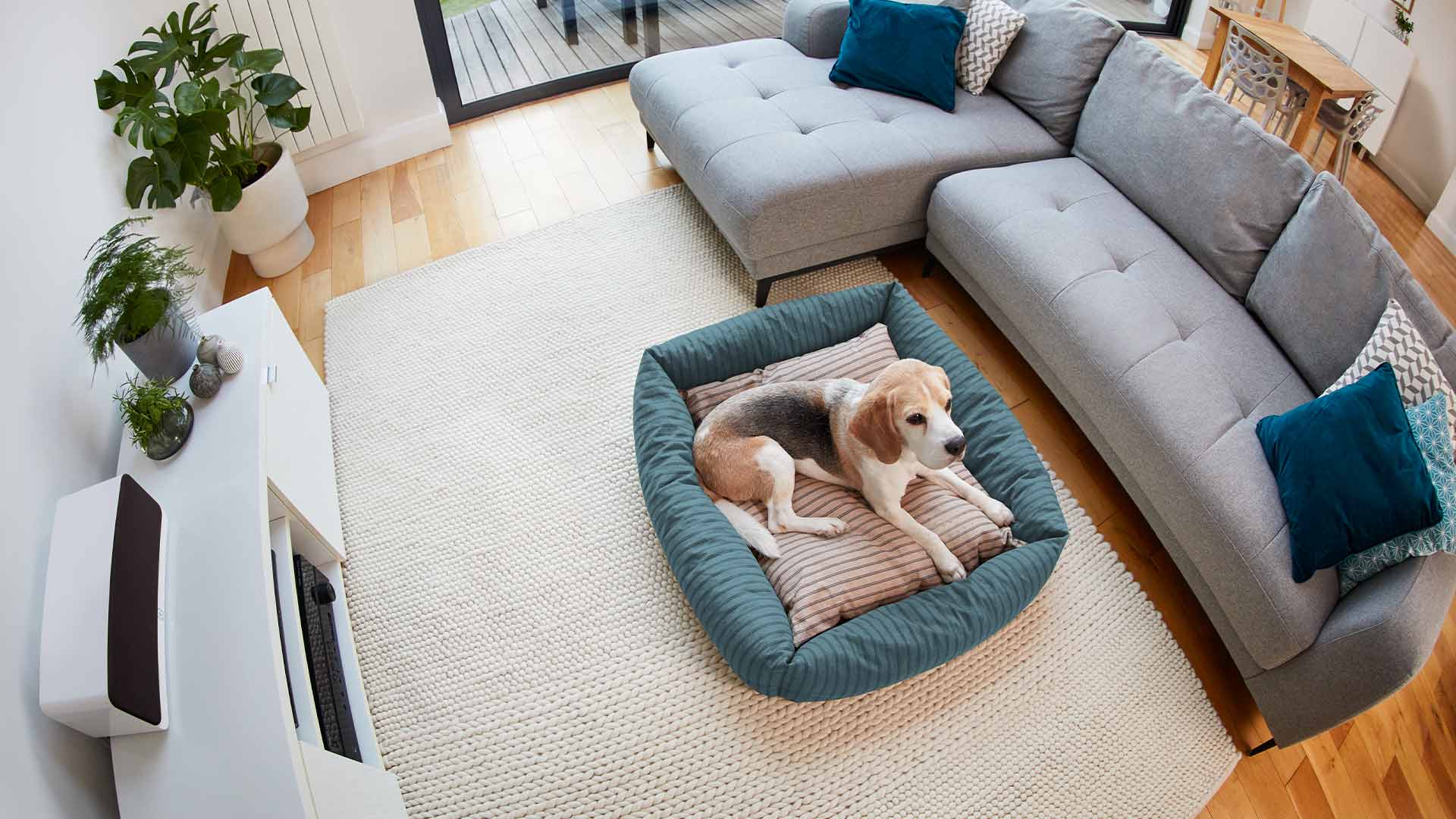 Pet Deluxe Kit - Overhead view of a beagle lying in a dog bed on a rug in a modern living room.