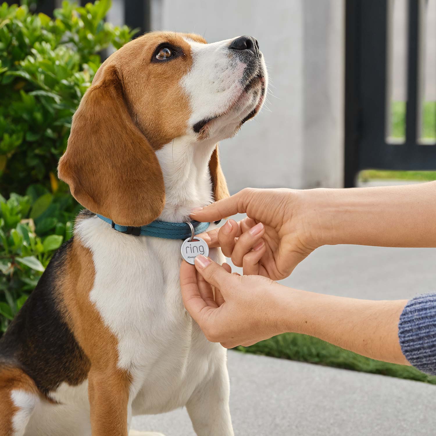 Pet Deluxe Kit - Person attaches a Ring Pet Tag to a beagle's blue collar outdoors near a gate and green bushes.