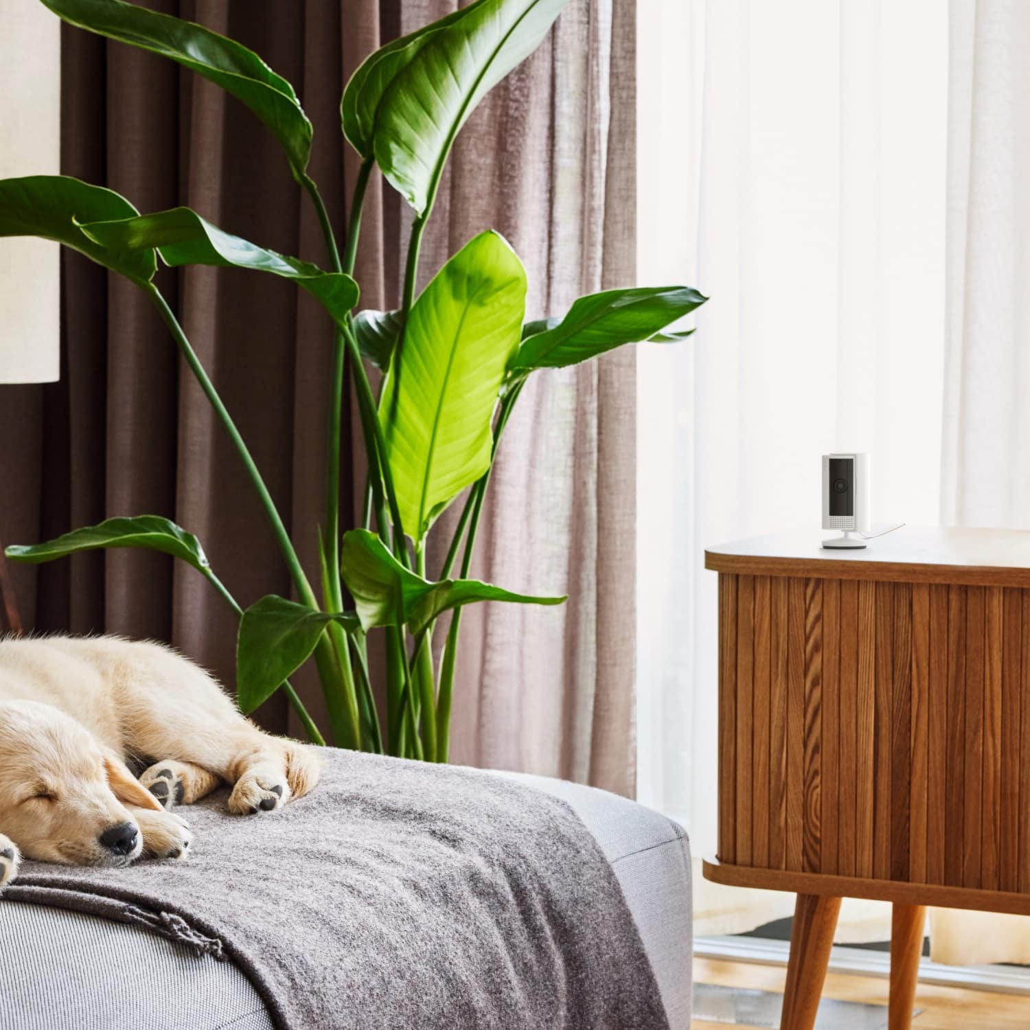 Whole-Home Starter Bundle - White Indoor Cam 2nd Generation on a cabinet, facing a sleeping dog on a couch in a room with plants and curtains.