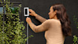 Installing a white Ring security camera on exterior wall near green vines